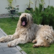 Sthn v ternu - Briard HONEY