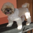 shih - tzu  Walda